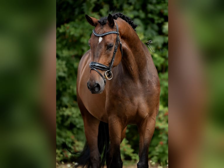 KWPN Hongre 6 Ans in Peer