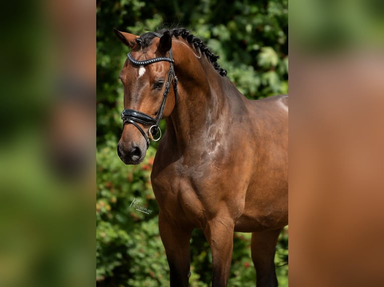 KWPN Hongre 6 Ans in Peer