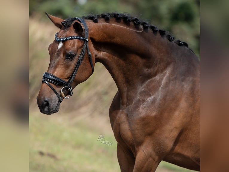 KWPN Hongre 6 Ans in Peer