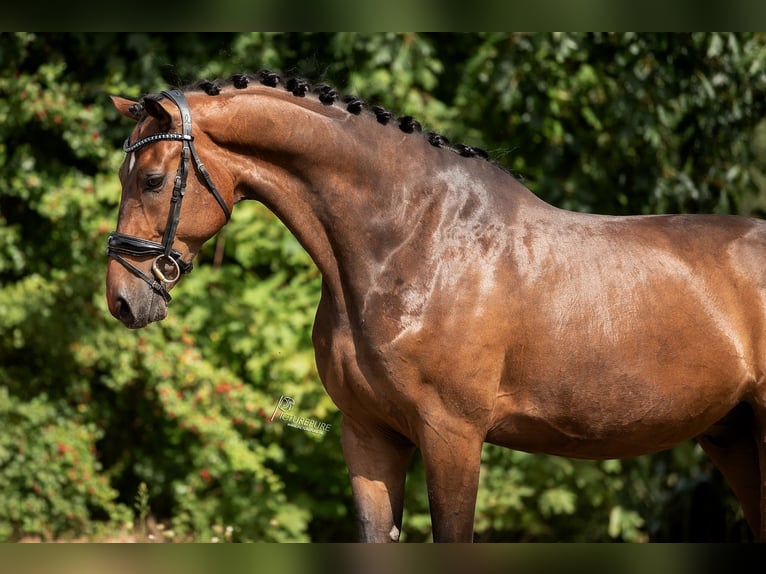 KWPN Hongre 6 Ans in Peer