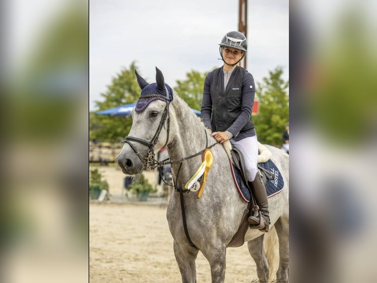 KWPN Hongre 6 Ans Gris in Wächtersbach