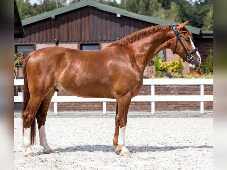 KWPN Hongre 7 Ans 158 cm Alezan in Wierzbna