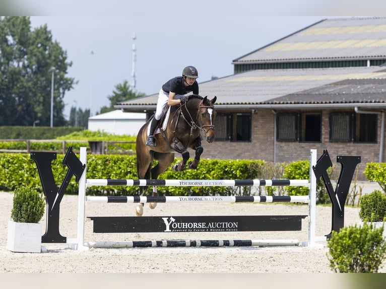 KWPN Hongre 7 Ans 162 cm Bai brun in Waddinxveen