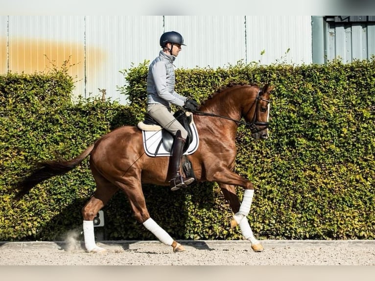 KWPN Hongre 7 Ans 165 cm Alezan brûlé in Cernusco Sul Naviglio