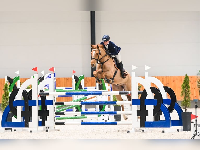 KWPN Hongre 7 Ans 165 cm Alezan in Piła