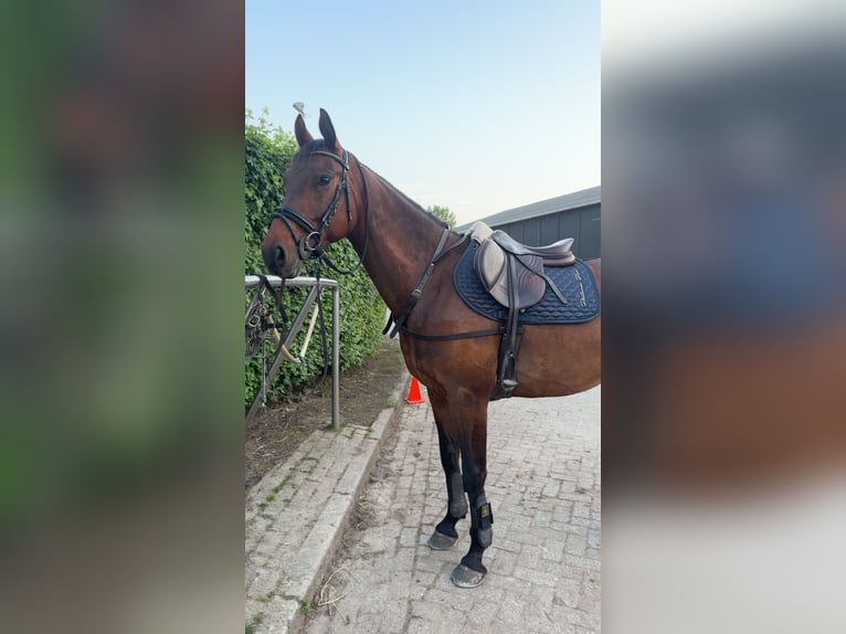 KWPN Hongre 7 Ans 165 cm Bai brun in Heesch