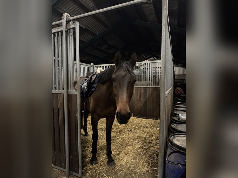 KWPN Hongre 7 Ans 165 cm Bai brun in Heesch