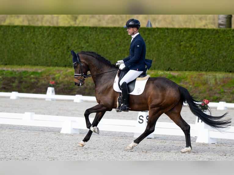 KWPN Hongre 7 Ans 165 cm Bai in Sint Agatha