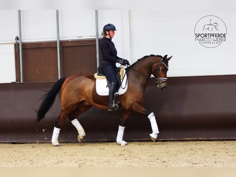 KWPN Hongre 7 Ans 166 cm Bai brun in Rastede