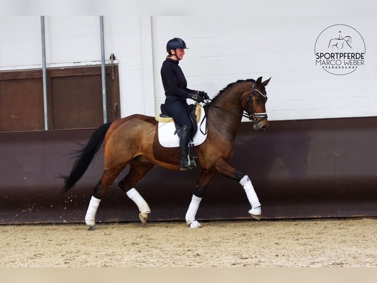 KWPN Hongre 7 Ans 166 cm Bai brun in Rastede