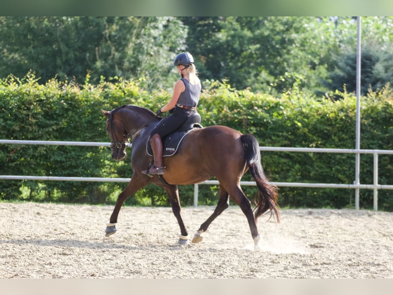 KWPN Hongre 7 Ans 166 cm Bai in Bassum