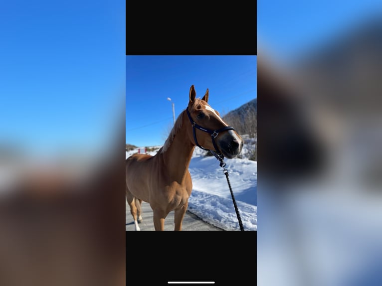 KWPN Hongre 7 Ans 167 cm Alezan brûlé in Langevåg