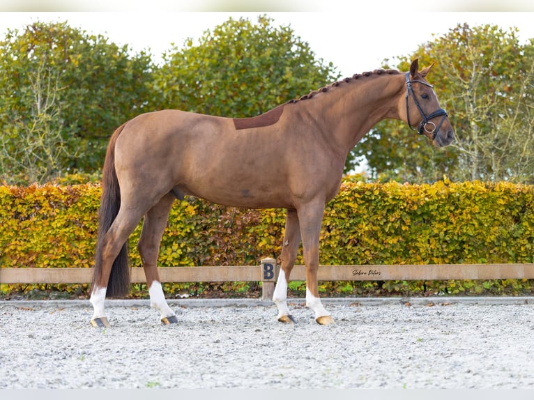 KWPN Hongre 7 Ans 167 cm Alezan in Goch