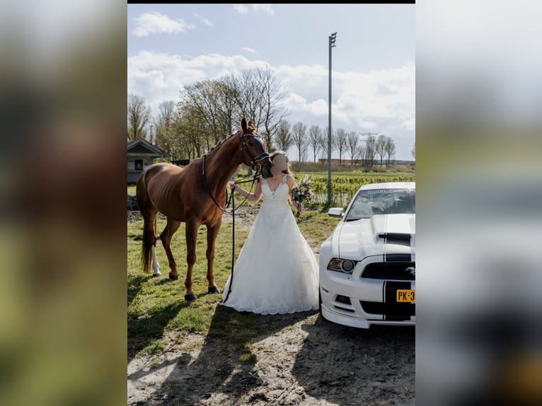 KWPN Hongre 7 Ans 168 cm Alezan brûlé in Middelharnis