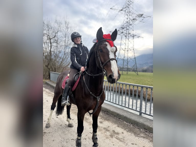 KWPN Hongre 7 Ans 168 cm Bai in Schlins