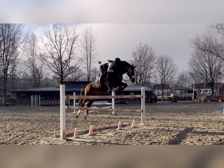 KWPN Hongre 7 Ans 168 cm Bai in Schlins