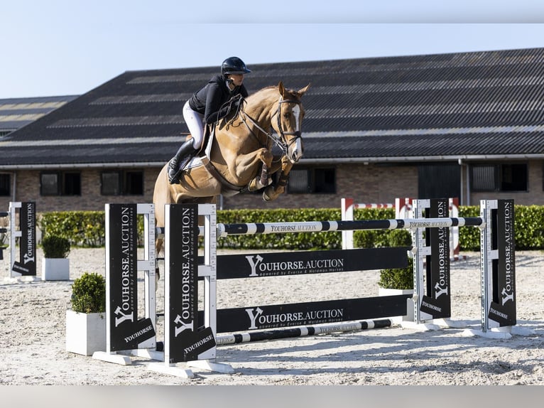 KWPN Hongre 7 Ans 168 cm  in Waddinxveen