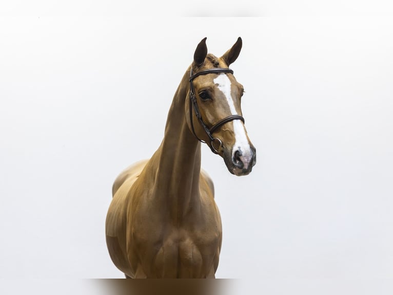 KWPN Hongre 7 Ans 168 cm  in Waddinxveen