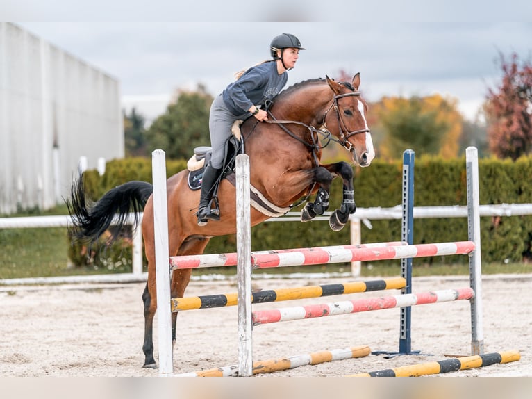 KWPN Hongre 7 Ans 168 cm in Zduchovice