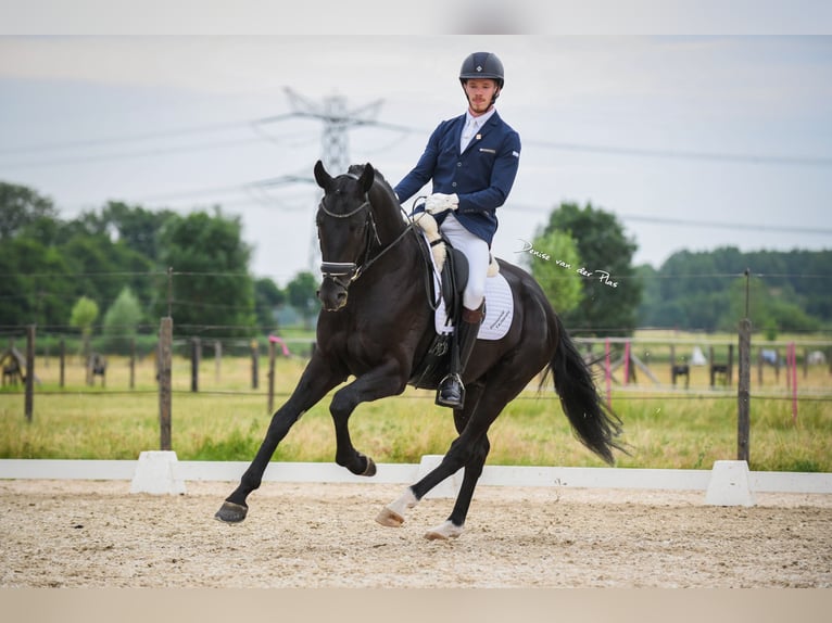 KWPN Hongre 7 Ans 168 cm Noir in Groot-Ammers