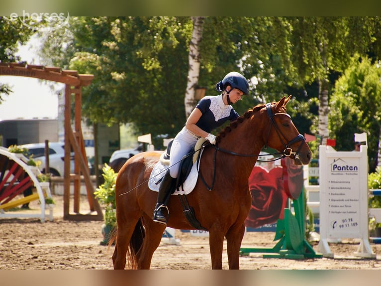KWPN Hongre 7 Ans 169 cm Alezan in Lüdinghausen