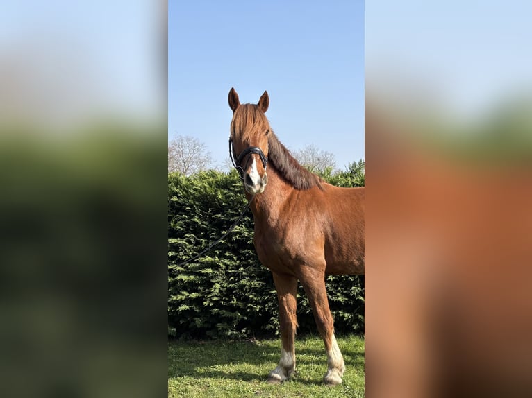 KWPN Hongre 7 Ans 170 cm Alezan in Breda