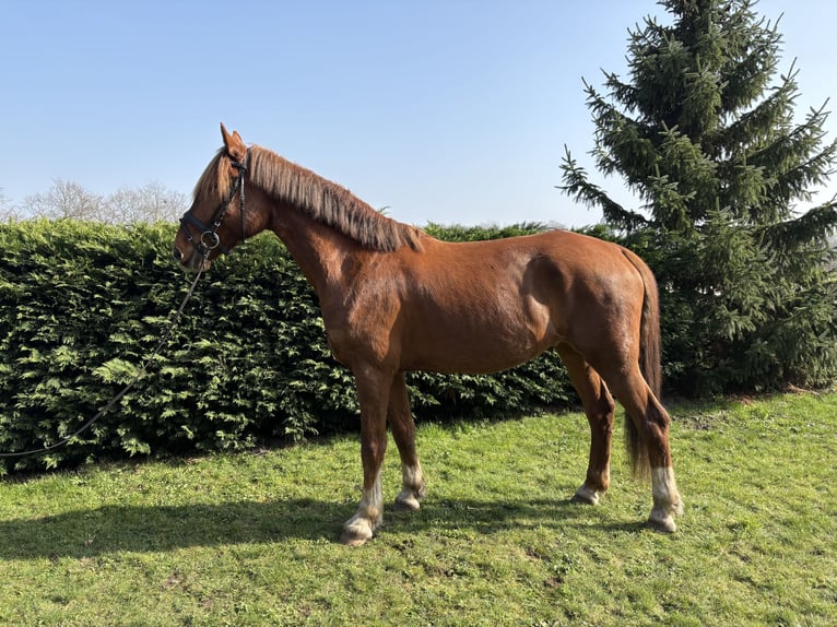 KWPN Hongre 7 Ans 170 cm Alezan in Breda