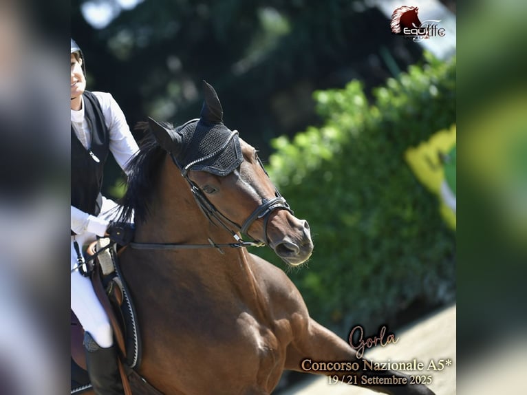 KWPN Hongre 7 Ans 170 cm Bai brun in Novazzano