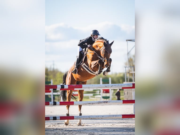 KWPN Hongre 7 Ans 170 cm Bai in Brno
