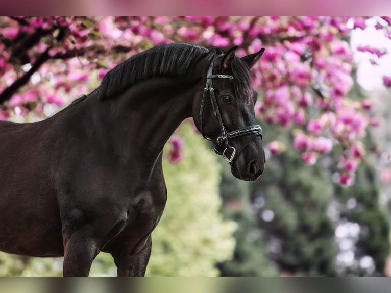 KWPN Croisé Hongre 7 Ans 170 cm Noir in Windhagen