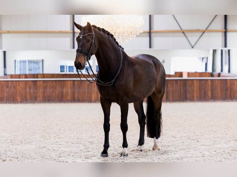 KWPN Hongre 7 Ans 171 cm Bai brun in Kwadijk