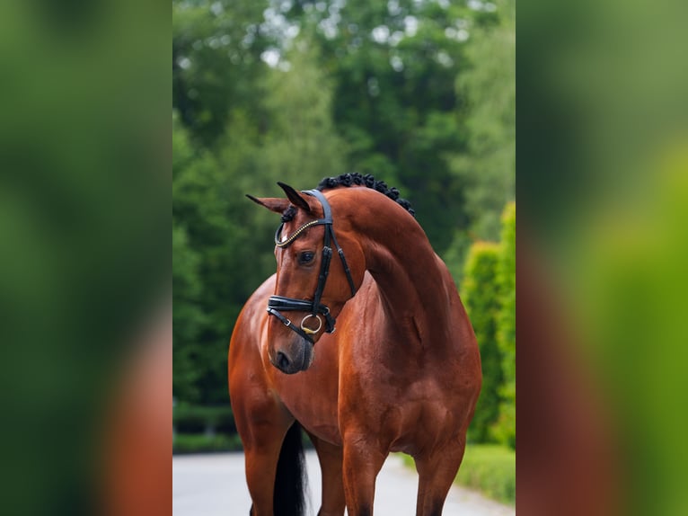 KWPN Hongre 7 Ans 171 cm in Mol