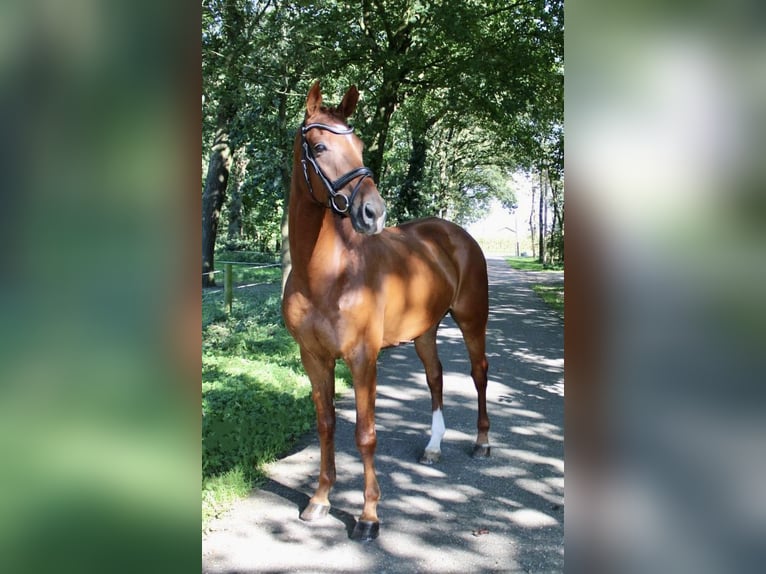 KWPN Hongre 7 Ans 172 cm Alezan in Recke, bei Osnabrück