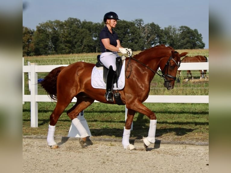 KWPN Hongre 7 Ans 172 cm Alezan in Recke, bei Osnabrück