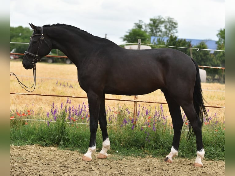 KWPN Hongre 7 Ans 172 cm Bai brun in Balatonfüred