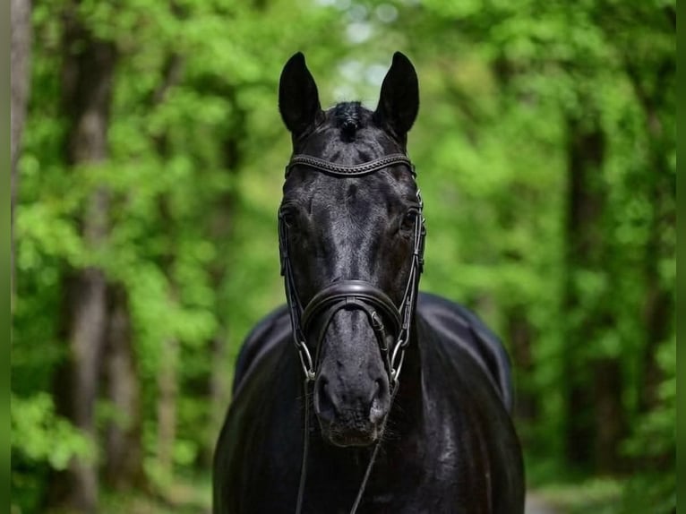 KWPN Hongre 7 Ans 172 cm Noir in Rottenburg am Neckar