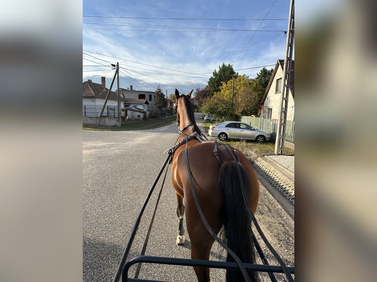 KWPN Hongre 7 Ans 173 cm Bai cerise in Fels&#x151;pakony