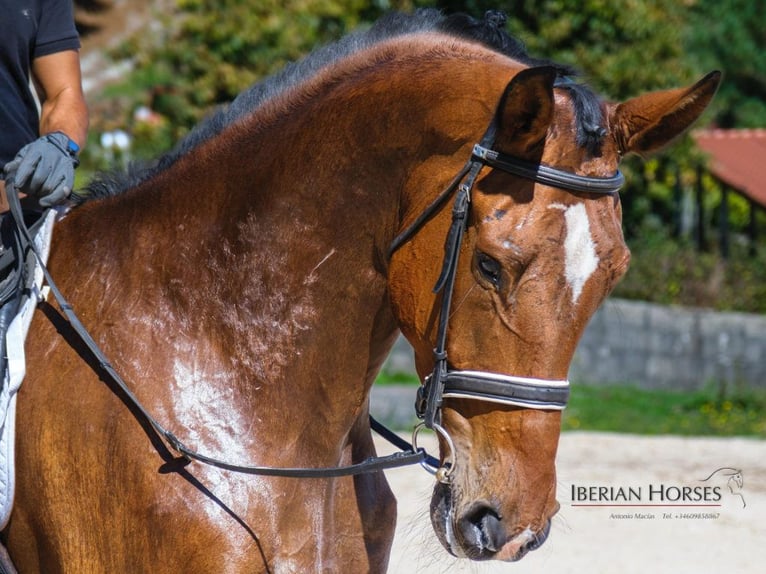 KWPN Hongre 7 Ans 173 cm Bai in Navas Del Madroño