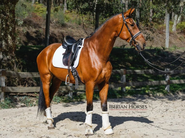 KWPN Hongre 7 Ans 173 cm Bai in Navas Del Madroño