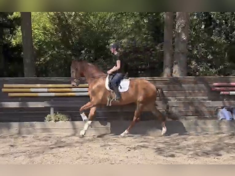 KWPN Hongre 7 Ans 174 cm Alezan in Barneveld