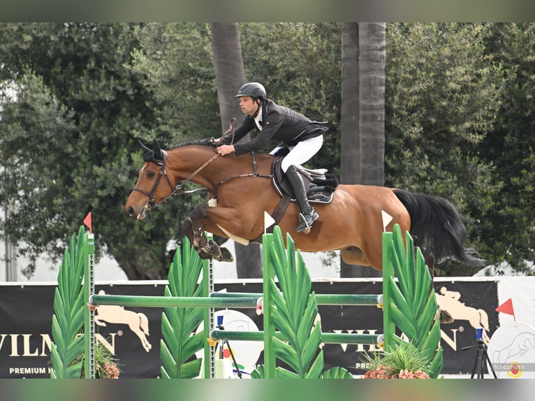 KWPN Hongre 7 Ans 174 cm Bai in Bad Kreuznach