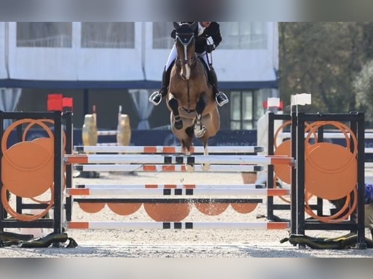 KWPN Hongre 7 Ans 174 cm  in GROTE-BROGEL