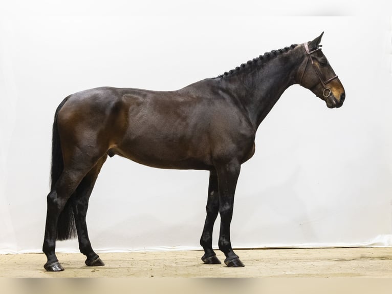 KWPN Hongre 7 Ans 175 cm Bai brun in Waddinxveen