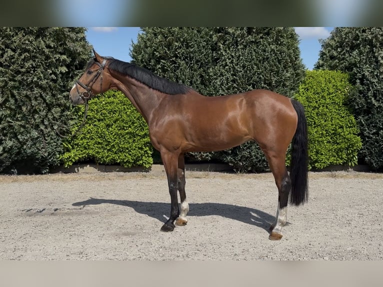 KWPN Hongre 7 Ans 175 cm Bai in Oud Gastel