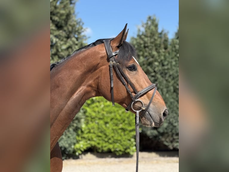 KWPN Hongre 7 Ans 175 cm Bai in Oud Gastel