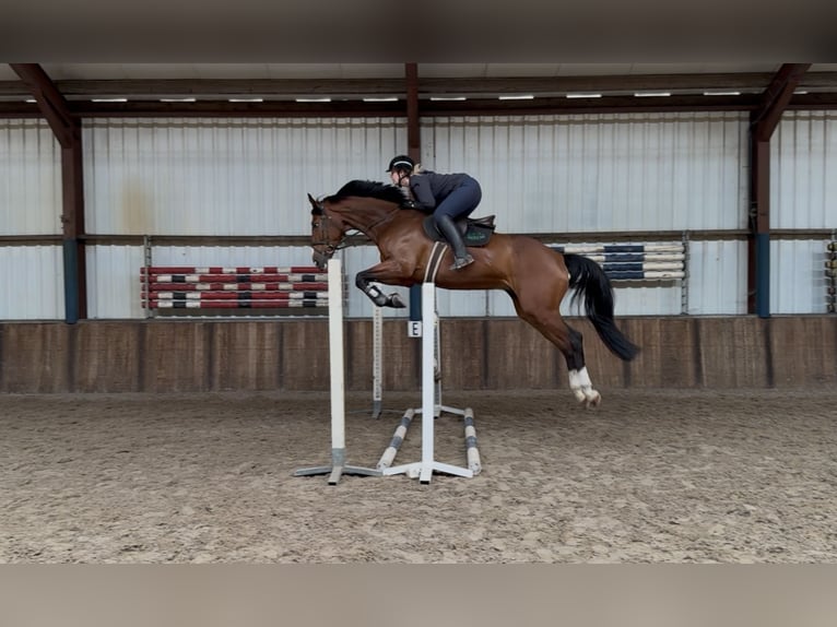 KWPN Hongre 7 Ans 175 cm Bai in Oud Gastel