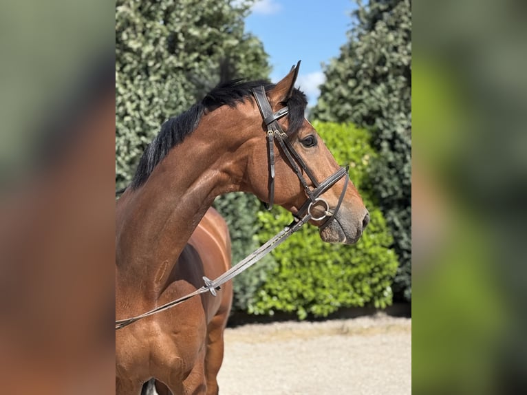 KWPN Hongre 7 Ans 175 cm Bai in Oud Gastel