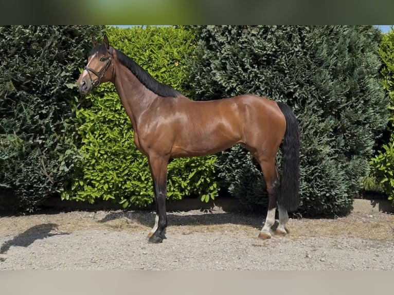 KWPN Hongre 7 Ans 175 cm Bai in Oud Gastel