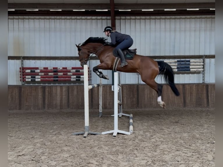 KWPN Hongre 7 Ans 175 cm Bai in Oud Gastel