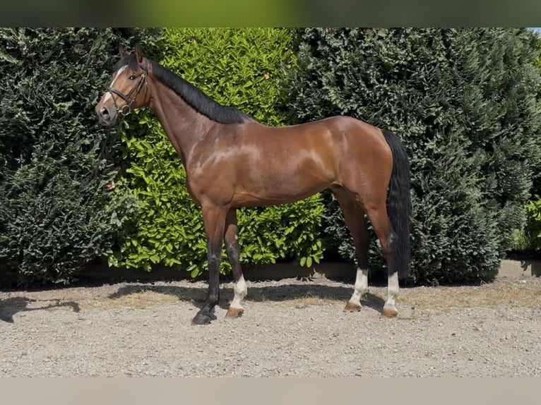 KWPN Hongre 7 Ans 175 cm Bai in Oud Gastel